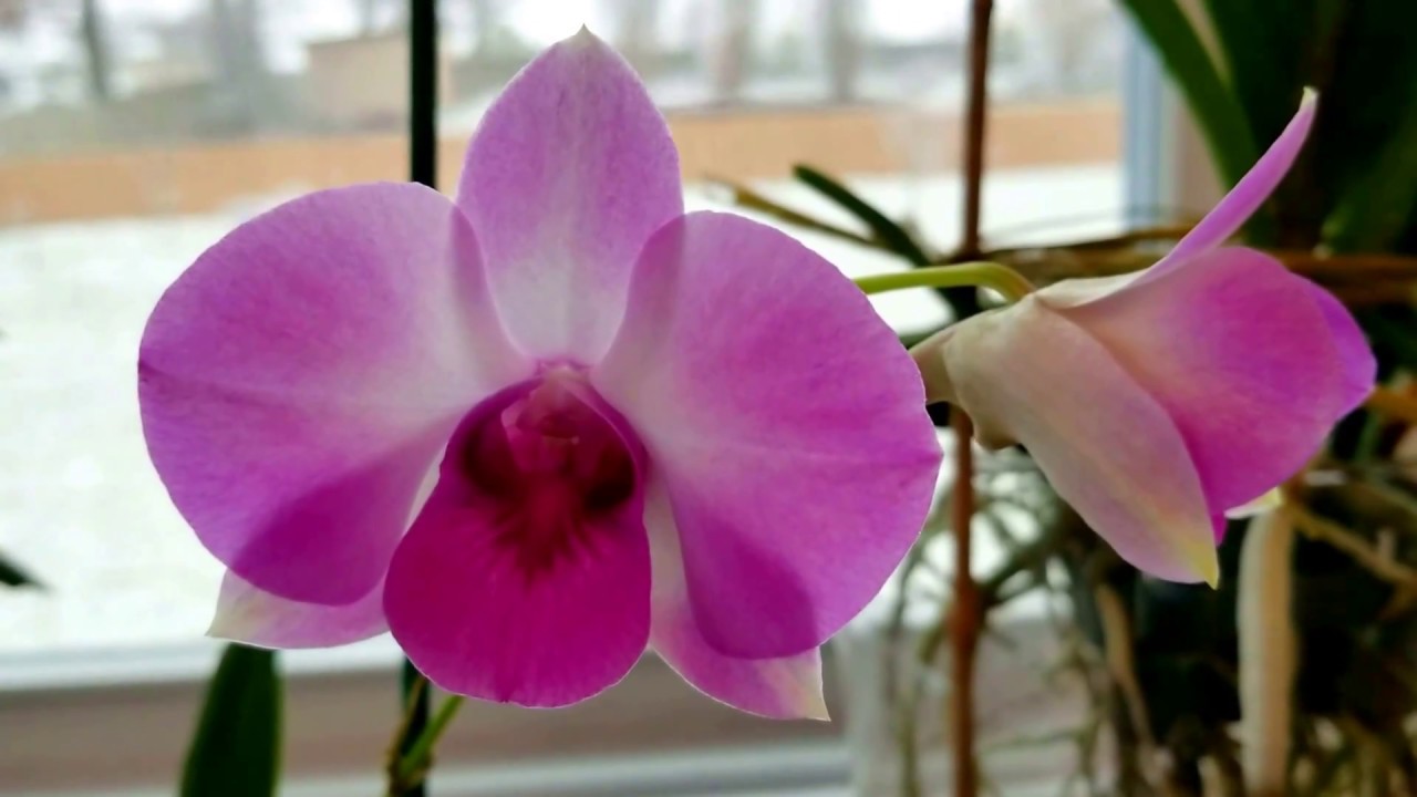 How to take care of the air roots on your Phalenopsis orchids. 