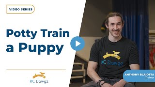 How Do You Potty Train a Puppy in an Apartment? | KC Dawgz