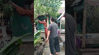 VIDEO LUCU😂😂GANTUNG DIRI 😂😀 #shorts #babelan #bekasi #videongakak #komedi #videokoplak #videolucu