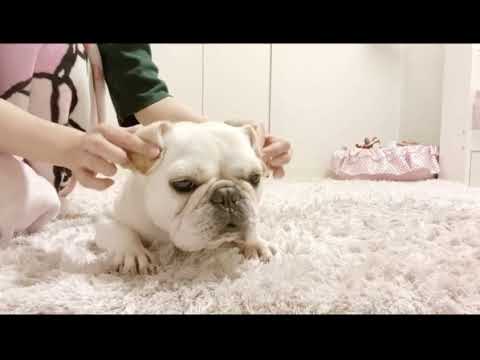 至福のマッサージで鼻水噴射!!wwwww【フレンチブルドッグ frenchbulldog】