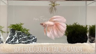 🏆 ACQUIRED 🏆 JIN ジンSOFT GOLD DOUBLE TAIL HALFMOON AI122 screenshot 5