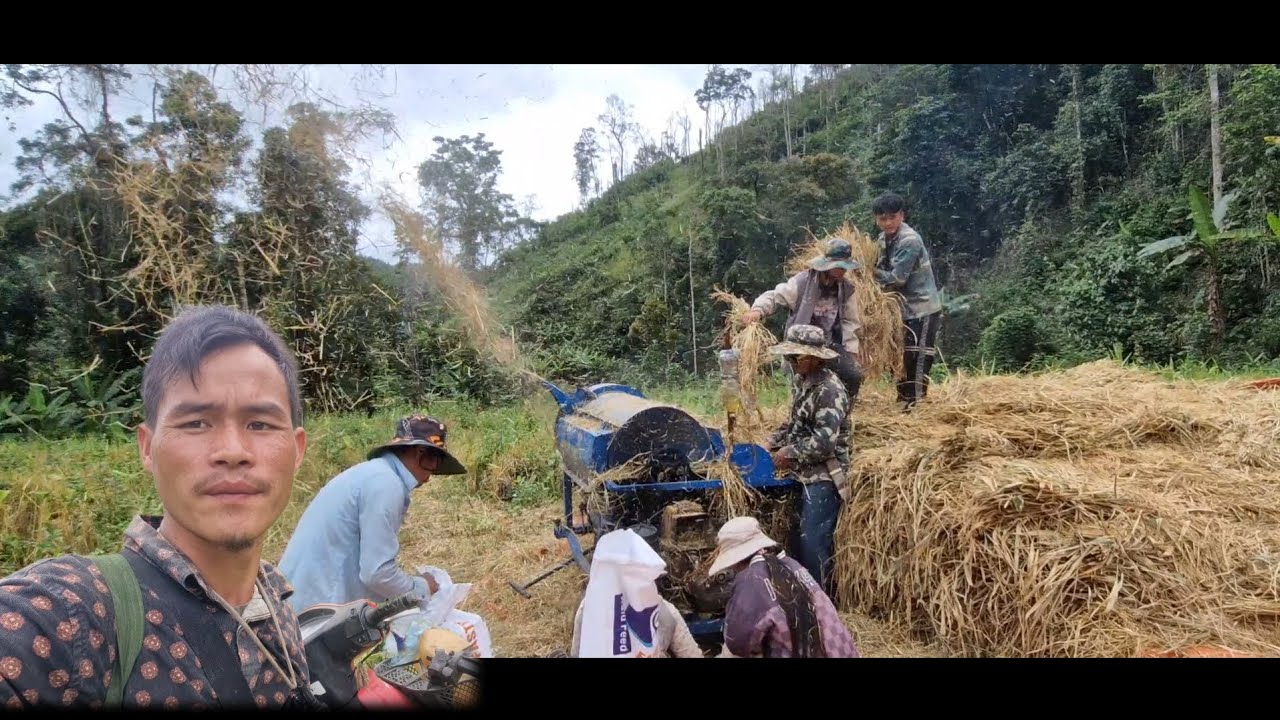 Rov qab mus ntaus nplej dua nawb