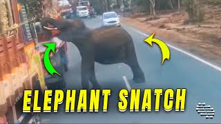 Elephant In A Reserve Snatching Sugarcane From A Loaded Truck