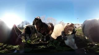 Sheep At Windmill Hill City Farm