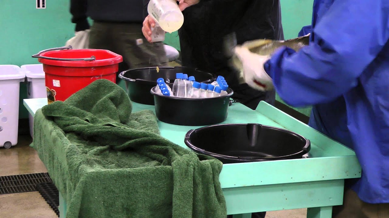 Walleye at Spirit Lake Fish Hatchery. Stripping and preparing eggs