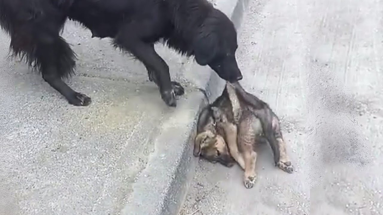 After the accident, she dragged her puppy's body and begged him to wake ...