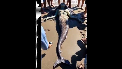 Real Mermaid|#shorts|@HFXmermaid@MermaidJules @TheMagicCrafter