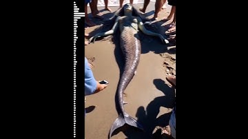 Real Mermaid|#shorts|@HFXmermaid@MermaidJules @TheMagicCrafter