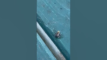 Thumbnail of #frog #coqui #coquifrog #hawaii #babyfrog