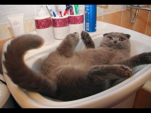 ПРИКОЛЫ С КОТАМИ И КОШКАМИ 2017 ! КТО ЗАСМЕЁТСЯ ТОТ ПСИХ ! ПРОВЕРКА НА ПСИХИКУ!