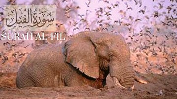 Surat Al-Fil (The Elephant)  |  سورة الفيل |  SHEIKH MAHER AL- MUAIQLY