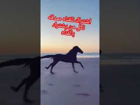 وتفقد الطير وقال مالي قران كريم آيات وتفقد الطير وقال مالي قران كريم آيات