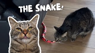 Chip & Biskit vs The Snake! by Chip The Manx 1,486 views 3 months ago 5 minutes, 35 seconds