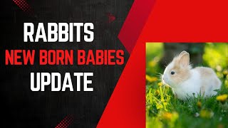 NEW BORN BABIES ARE HERE || RABBIT BABIES|| HAPPY M WINGS