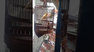 Download Lagu kenari roll pendek MP3