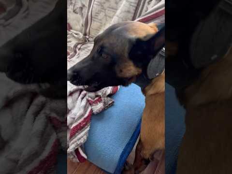 С некоторыми вещами придется мириться если завел собаку - Кайман малинуа. #шортс #малинуа #дрессура