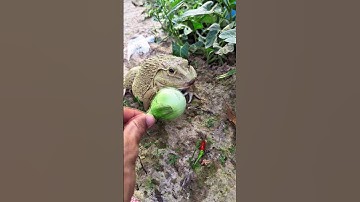 Thumbnail of The laughter of frogs | surprise frog funny jump | animal funny video | tep longheng funny