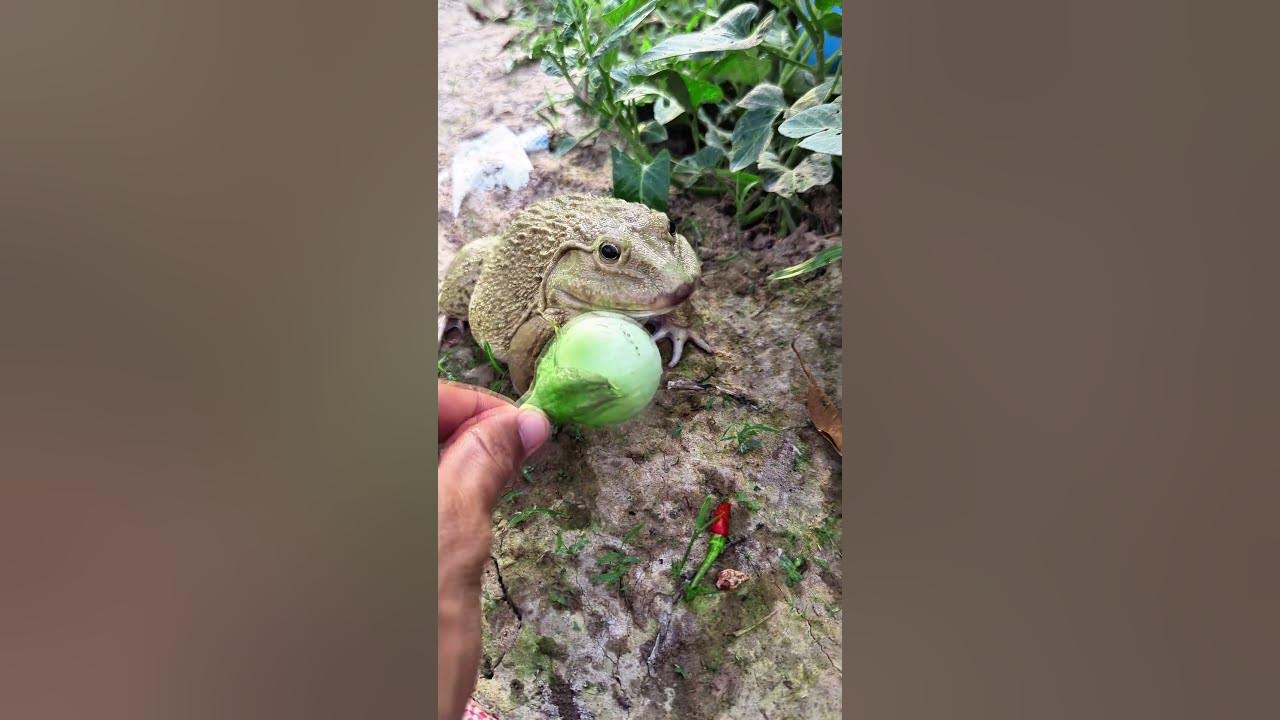 The laughter of frogs | surprise frog funny jump | animal funny video | tep longheng funny
