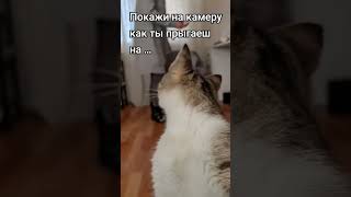 Кошка 🐈 против камеры