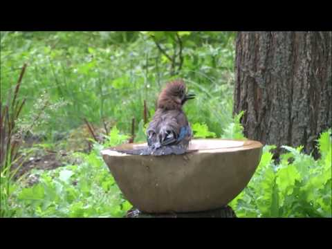 Video: Ptáci Slunečné Zahrady - Alternativní Pohled