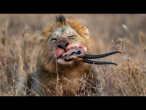 Top 10 Wild Predators That Have Mastered The Hunt