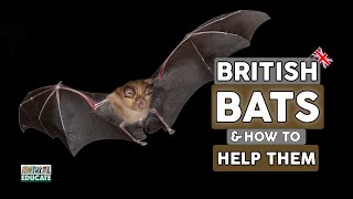Bats, British Bats and how to Help Them! by Animal Educate 3,069 views 1 year ago 10 minutes, 4 seconds