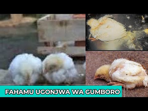 UKWELI KUHUSU UGONJWA WA KUKU GUMBORO CHANZO NA DALILI ZAKE