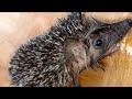 hedgehog eats chicken from my hands