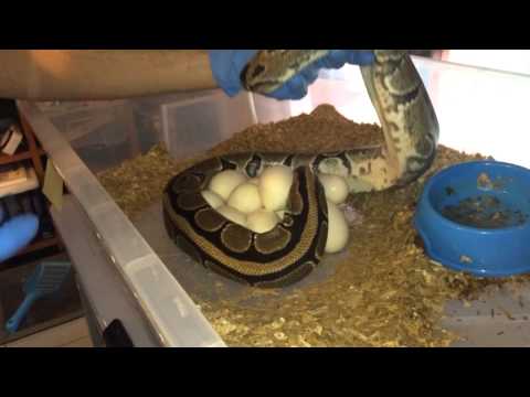 Spider x Normal, Ball Python Clutch #3, 2014