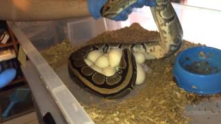 Spider x Normal, Ball Python Clutch #3, 2014