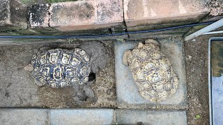 Leopard Tortoise digs the nest @KPTortoises #kptortoises #pets #leopardtortoise