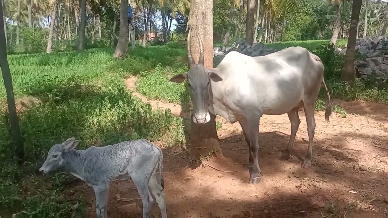 Beautiful Hallikar cow & Newly born calf of Senior Farmer in Sangama Road, Kanakapura taluk