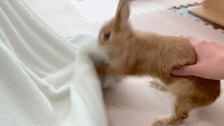 お父さん帰ったよ！がまったく聞こえない状態のうさぎ　#993
