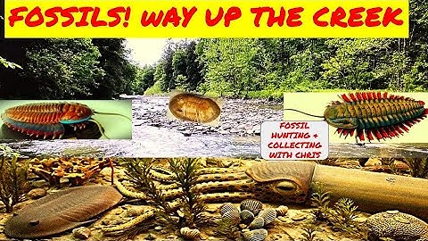 Fossils! Way Up the Creek! Fossil Hunting and Collecting with Chris.  Trilobites Cephalopods