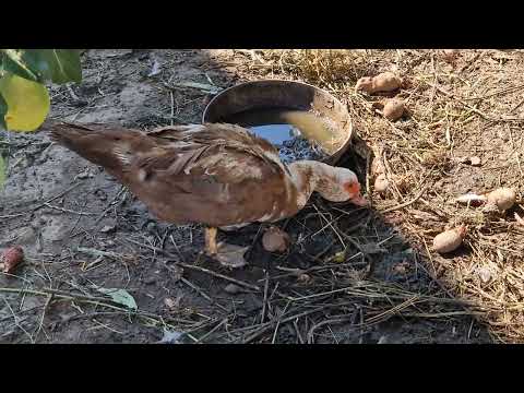 There's a duck