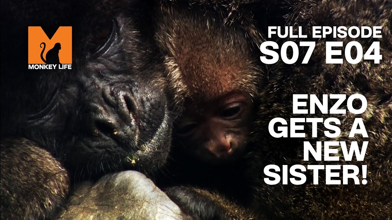 Enzo Gets A New Sister | Season 7 Episode 4 | Full Episode | Monkey Life