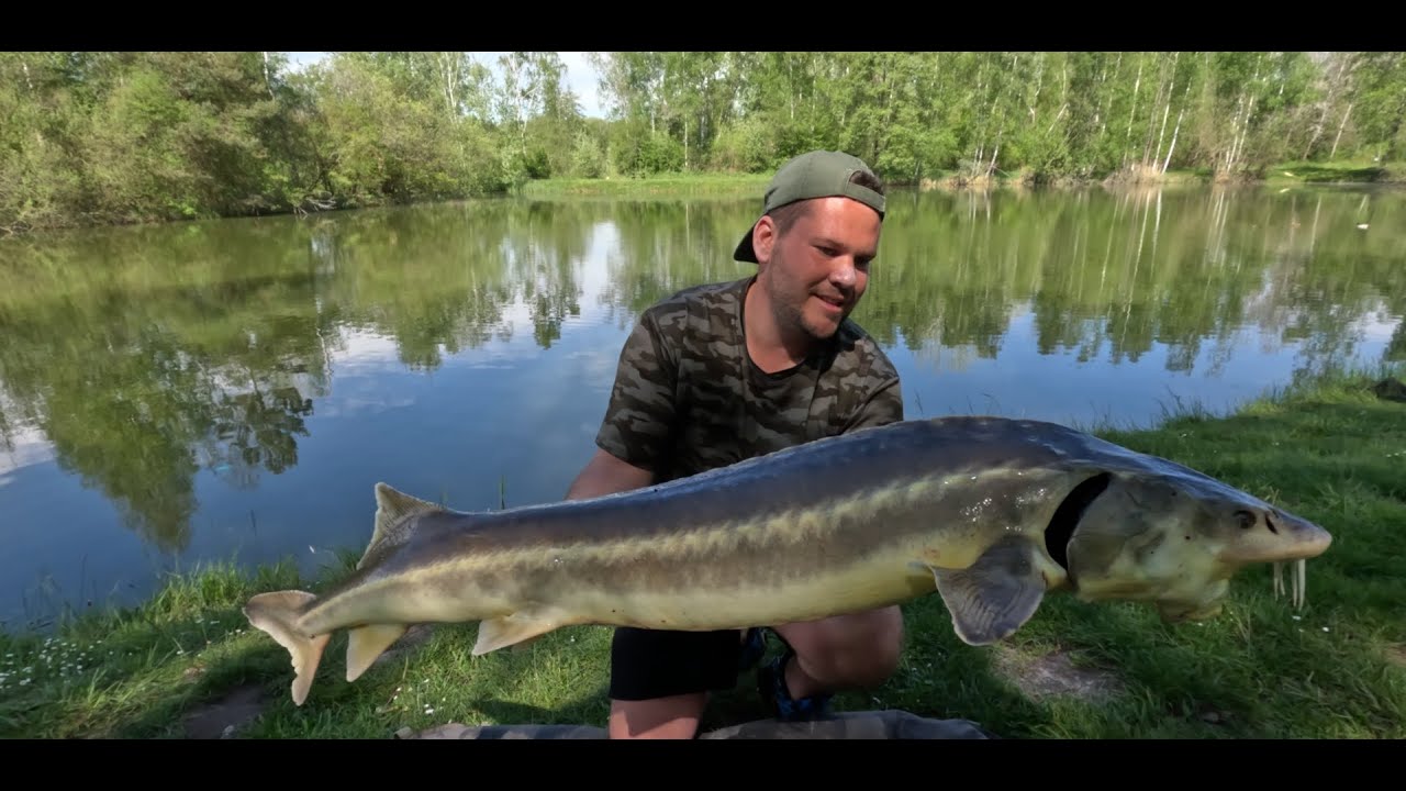 Pêche de L'ESTURGEON dans un domaine