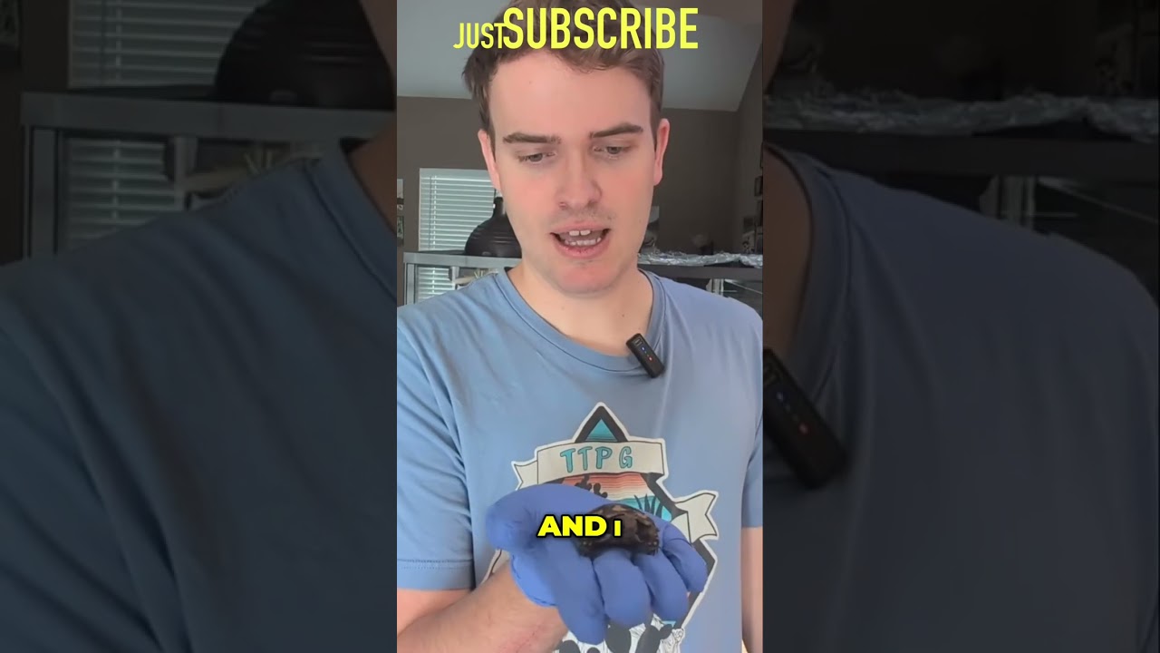 Pancake Tortoises are Truly Unique