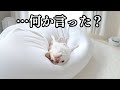 人ダメソファを占領し続け犬ならざる者になったチワワ