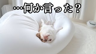 人ダメソファを占領し続け犬ならざる者になったチワワ