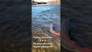 #СХВАТКА С ГИГАНТСКИМ  ТАЙМЕНЕМ !!  #поймалотпусти #монстр #BigFish #трофейныйтаймень