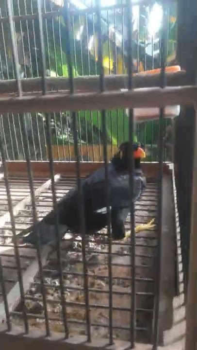 ngajarin burung beo bicara