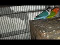 Burung Lovebird biola