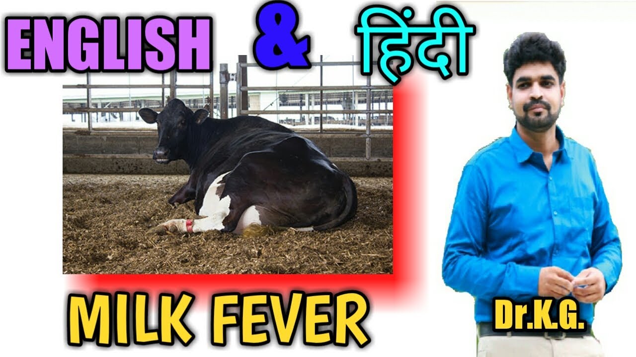 milk fever in cows milk fever in cowS treatment milk fever YouTube