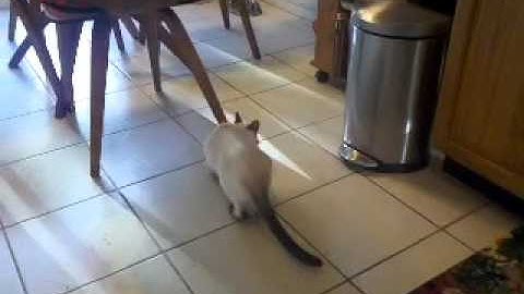 Siamese kitten