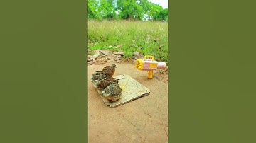 Underground Bird Trap - Quail Trap # creative bird trap #shorts