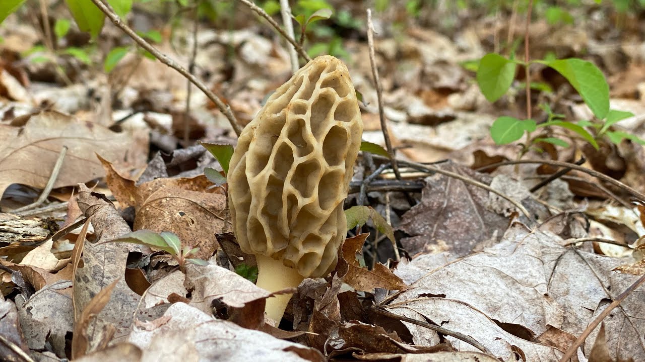 Should you let small morels? grow part 1 YouTube