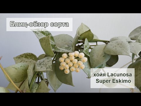 Хойя Lacunosa Super