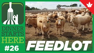 What Is In A Beef Feedlot?  Farm 26  Dinner Starts Here