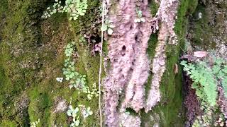 Water Coming Off Cliff